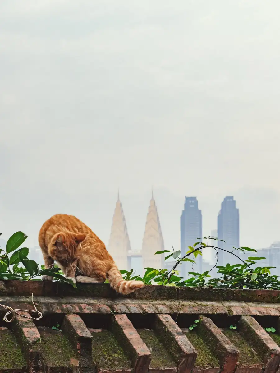 A ginger cat resting on a tiled roof against a distant skyline.