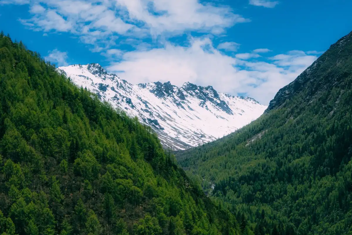 A forested valley leading toward a snow ridge in Siguniang Mountain.