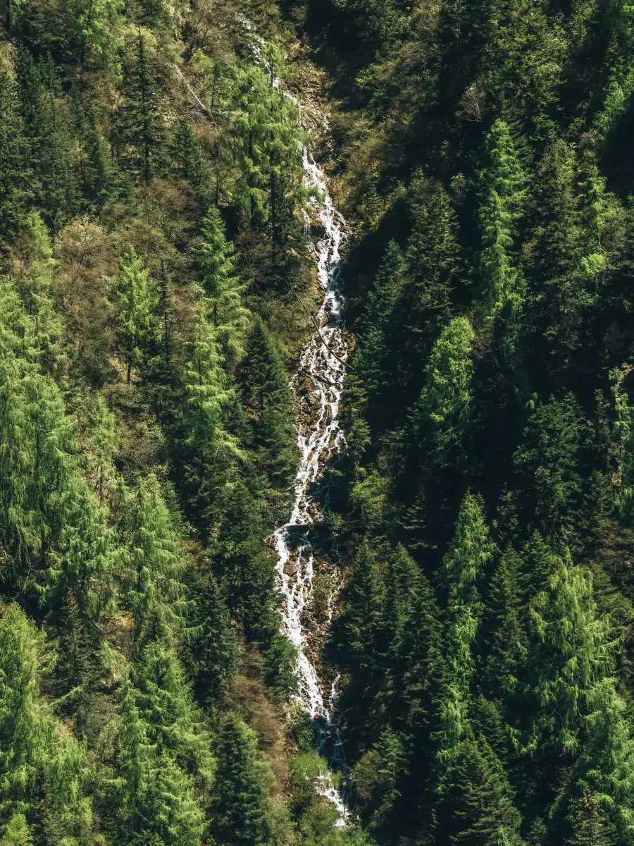 A thin waterline cutting through dense forest in Siguniang Mountain.